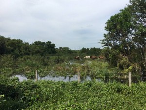 12115538_922062237880418_8786948083346303193_n